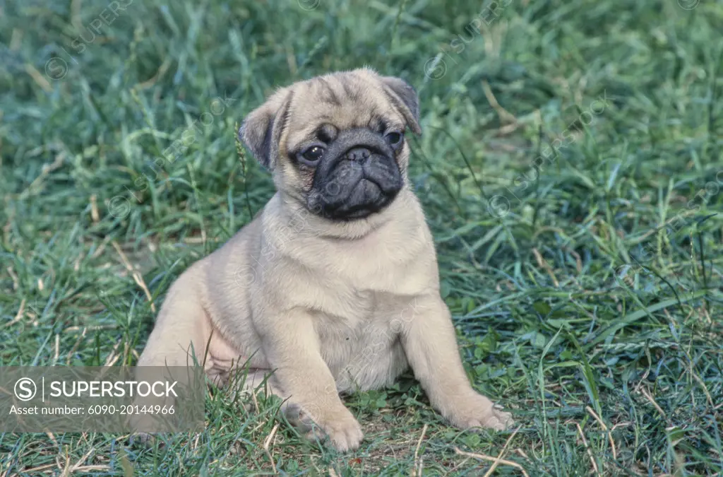 Little 2025 pug puppies