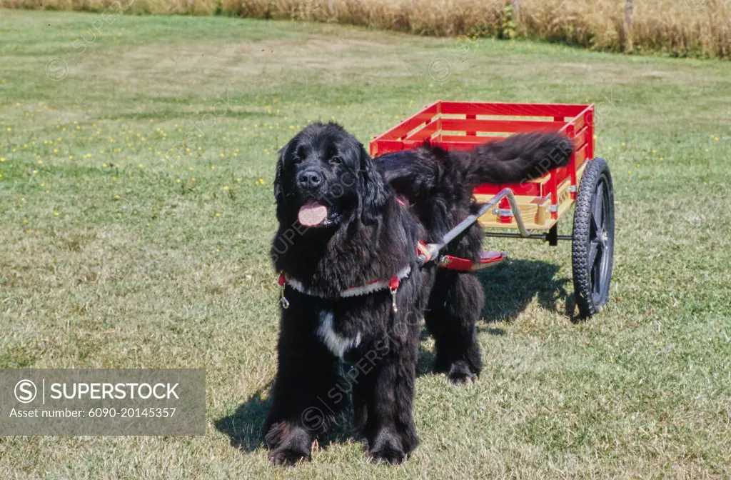 Newfoundland dog 2025 pulling cart