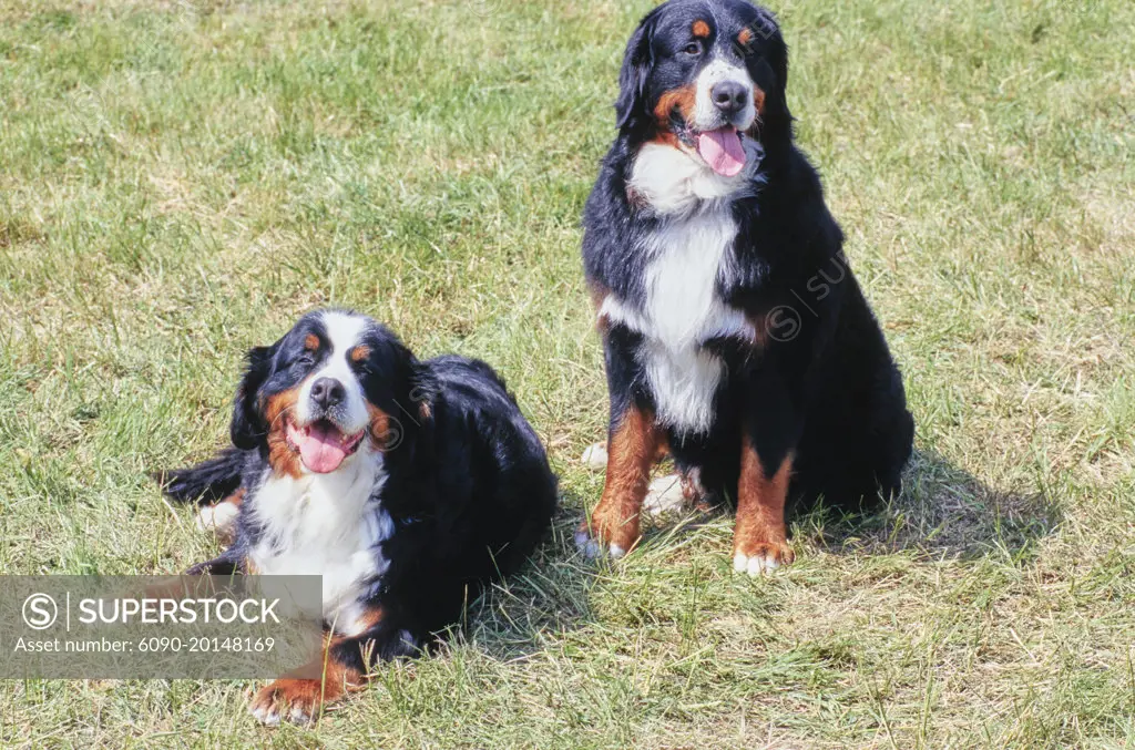 Two bernese mountain store dogs