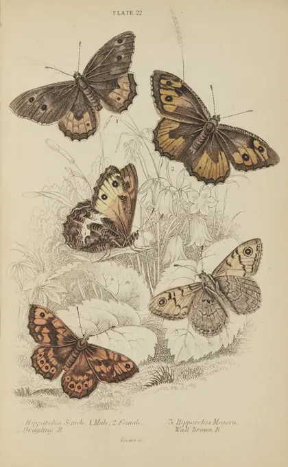 Jardine's Naturalists Library. Volume 29 Entomology. Engraving of Grayling Butterfly Male and Female (Hipparchia Semele) and Wall Brown Butterfly (Hipparchia Megoera), Original Hand Colored Antique Print