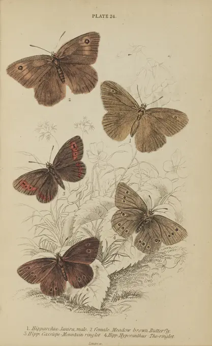 Jardine's Naturalists Library. Volume 29 Entomology. Engraving of Meadow Brown Butterfly Male and Female (Hipparchia Janira), Mountain Ringlet (Hipparchia Cassiope) and The Ringlet (Hipparchia Hyperanthus), Original Hand Colored Antique Print