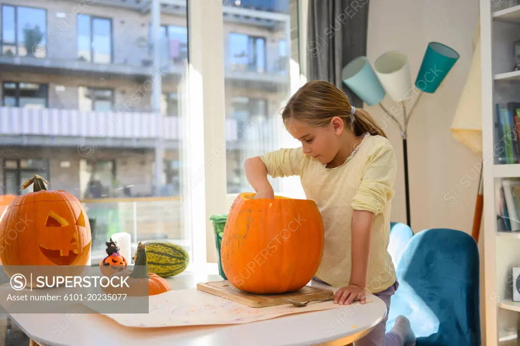 Cute Caucasian girl around 8 years old, cutting out a pumpkin for Halloween. She is sitting inside, cutting out the pumpkin af the dinner table. It is a sunny autumn day outside