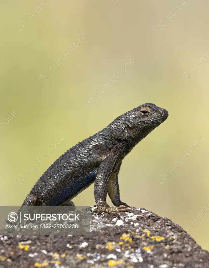 A close up photo of a small lizzard standing up on its front legs on a small rock near Hagerman, Idaho.