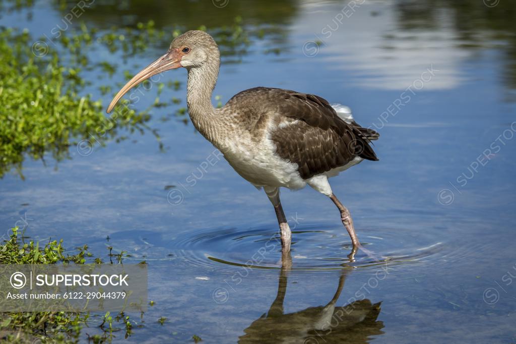 Island Life Florida - Ibis Amiss