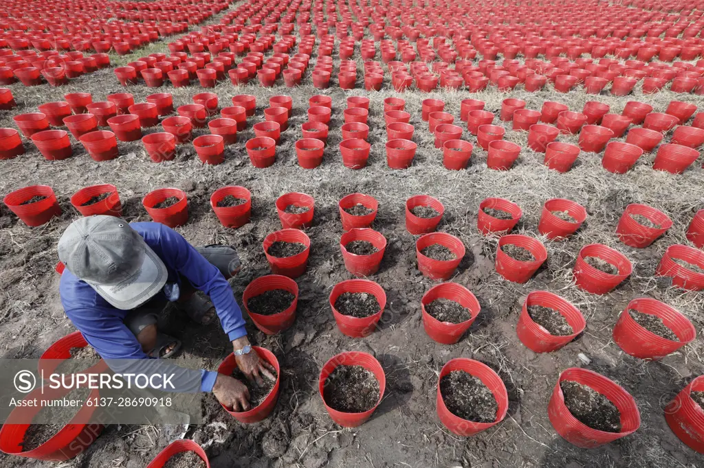 Agriculture. Farmer planting seedling in indivdual pot. Tan Chau. Vietnam.