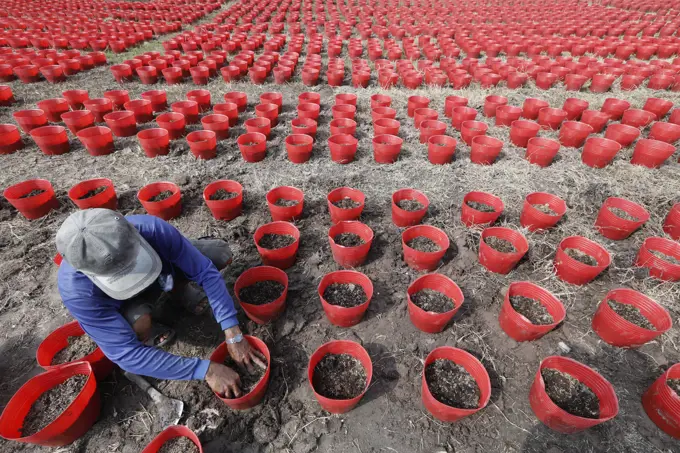 Agriculture. Farmer planting seedling in indivdual pot. Tan Chau. Vietnam.