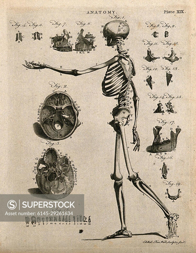 Skeleton of a woman: anterior view. Line engraving by A. Bell