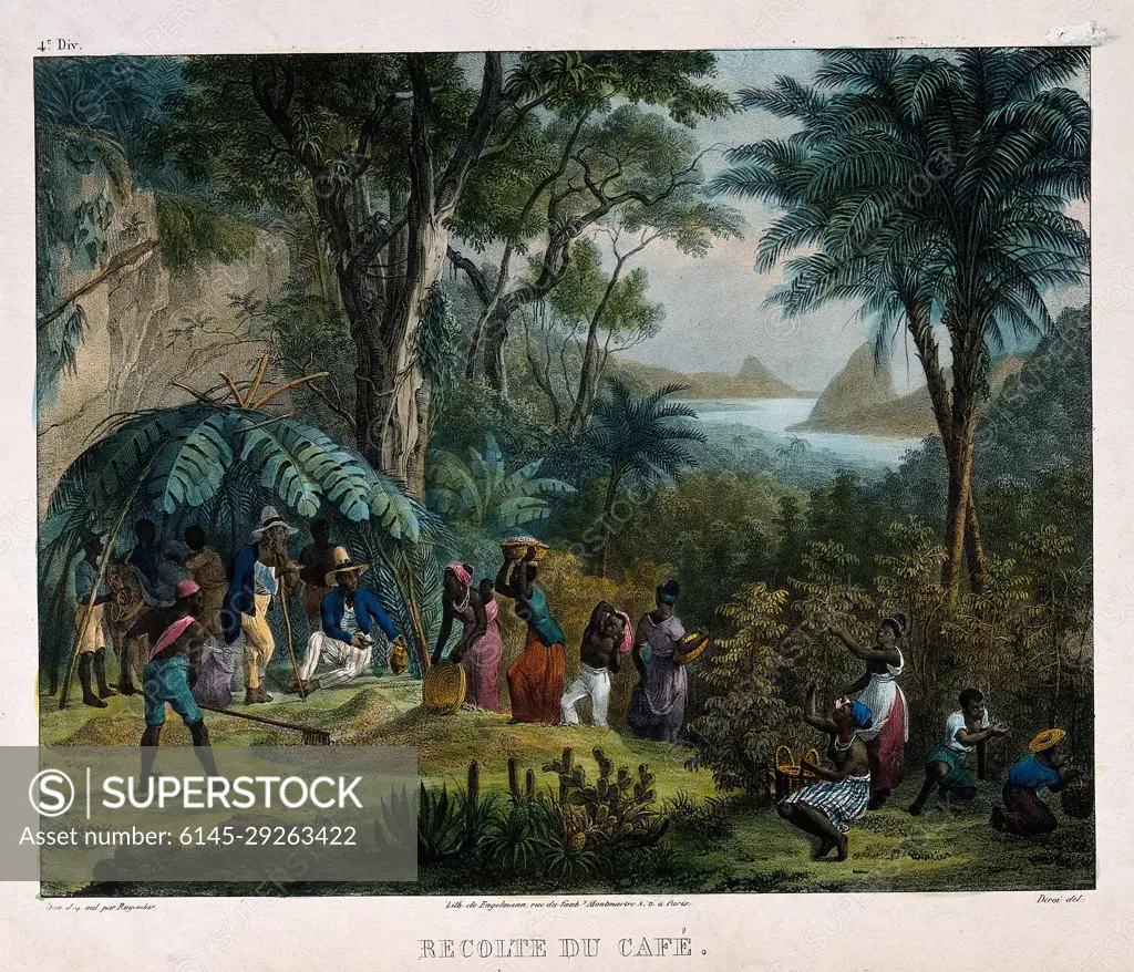 Indian workers harvesting the crop on a coffee plantation. Coloured lithograph by Deroi, c. 1850, after J. M. Rugendas.