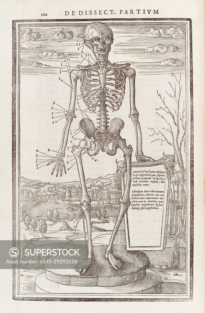Illustration of the skeleton of the inside leg. - SuperStock