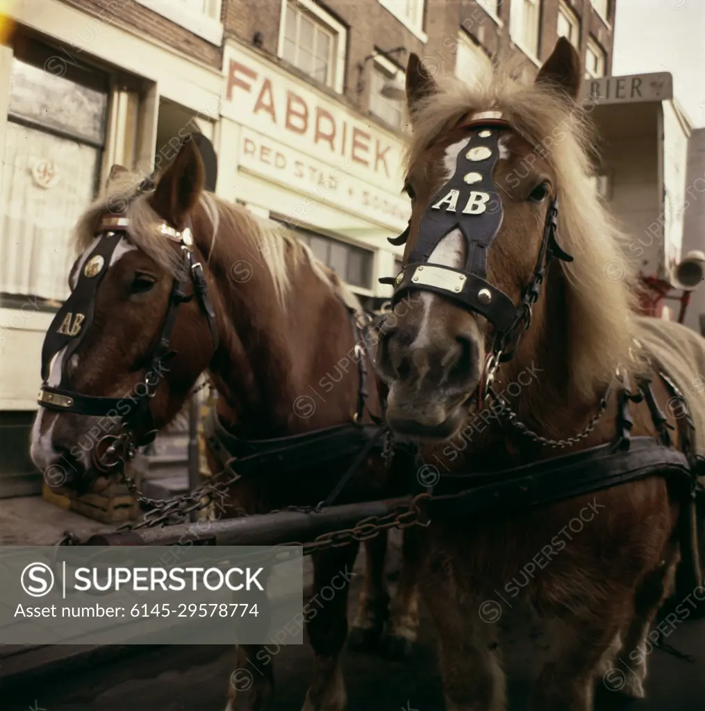 Anefo photo collection. Horses car beer cart Amstel beer Amsterdam. undated. Amsterdam