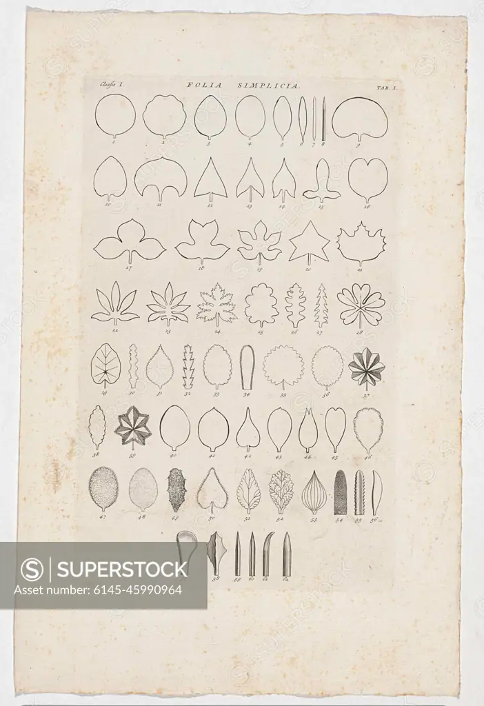 Sheet with circumference of 62 leaves of different plants; Folia Simplicia. The leaves are numbered 1-62. Below: Classis I. At the top right labeled: Tab: I.