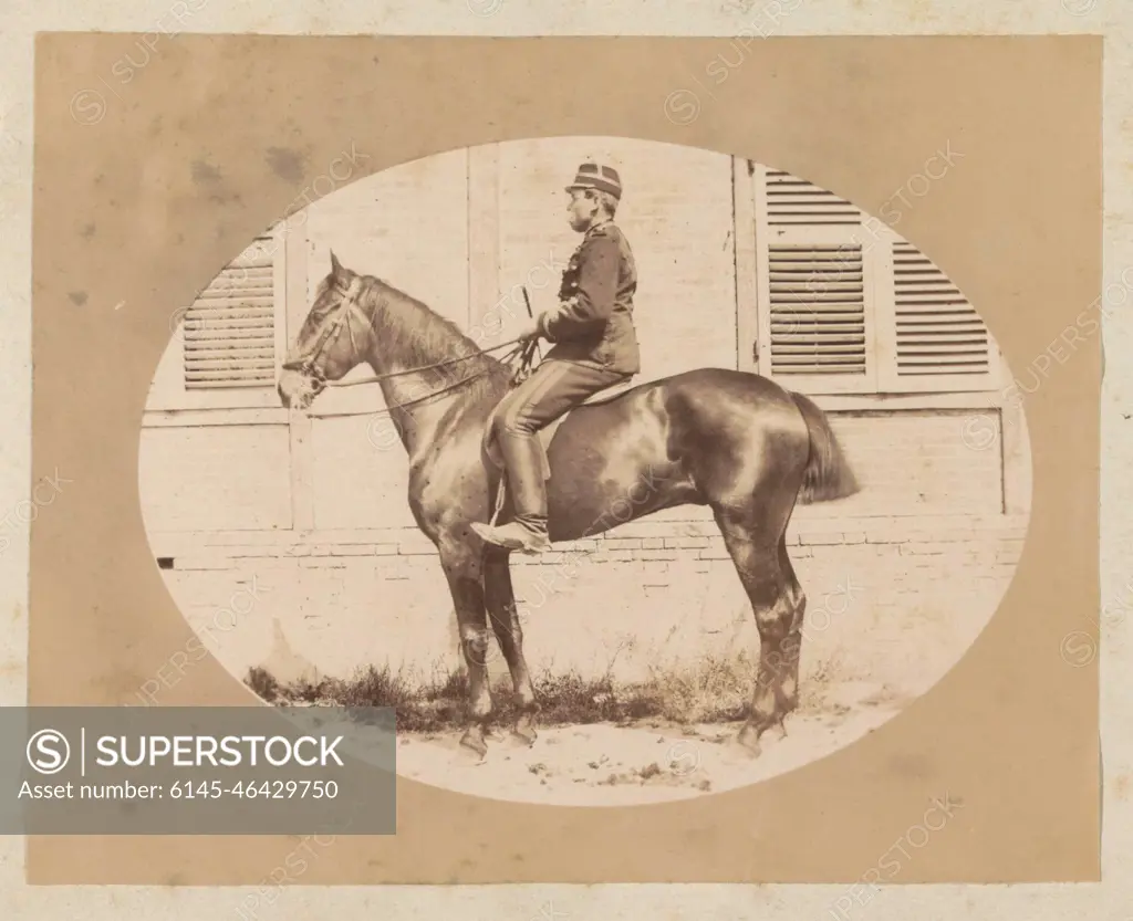 Portrait of a French military horse. Part of a French amateur photographer  album with recordings of family, soldiers, industry, landscapes and sights  in France. - SuperStock