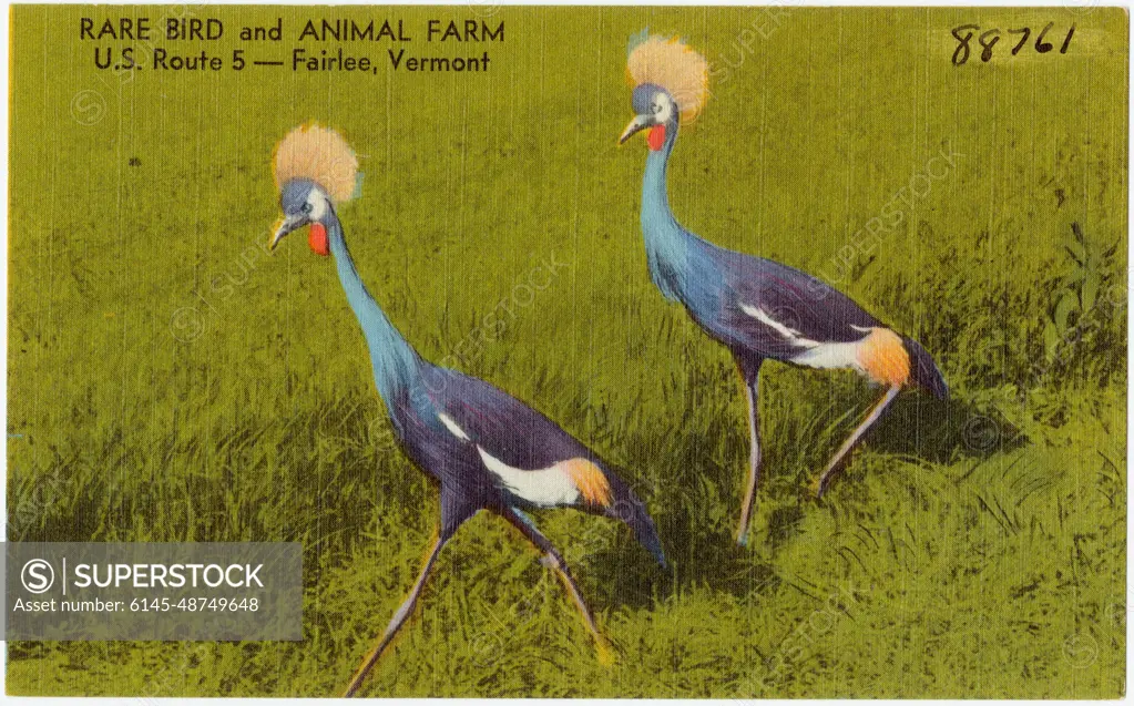 Rare Bird and Animal Farm, U. S. Route 5 -- Fairlee, Vermont , Tichnor Brothers Collection, postcards of the United States