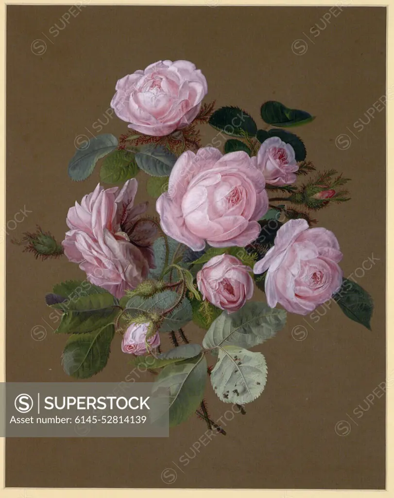 Ernst Moritz Gustav Tettelbach Rosa Rosen. Cover colors on brown paper; in places gloss increases 1833 , 1833