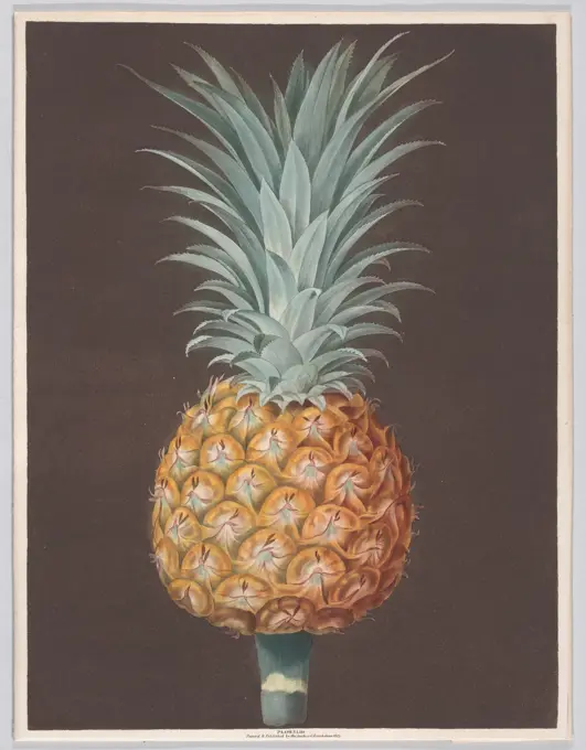 The Brown Havannah Pine 1807 George Brookshaw Life-size color-printed representations of fruits in a series titled "Pomona Britannica" (Fruits of Britain) crowned George Brookshaws career. The series included tropical varieties such as pineapples, together with grapes, peaches and cherries with all specimens shown grown near London at Hampton Court, Kensington Palace and gardens belonging to the Prince of Wales at Blackheath. Brookshaw began as a successful painter and japanner of furniture for wealthy clients then switched course and became a botanical draftsman, teacher and publisher of instructional manuals. Issued between 1804 and 1812, the plates in "Pomona Britannica" demonstrate a well-honed aesthetic sense with fruits often placed against dark grounds and delicately colored. Stipple engraving is here combined with the relatively new tonal process of aquatint.. The Brown Havannah Pine. Plate 43: Pomona Britannica; or, A collection of the most esteemed fruits at present cultivat