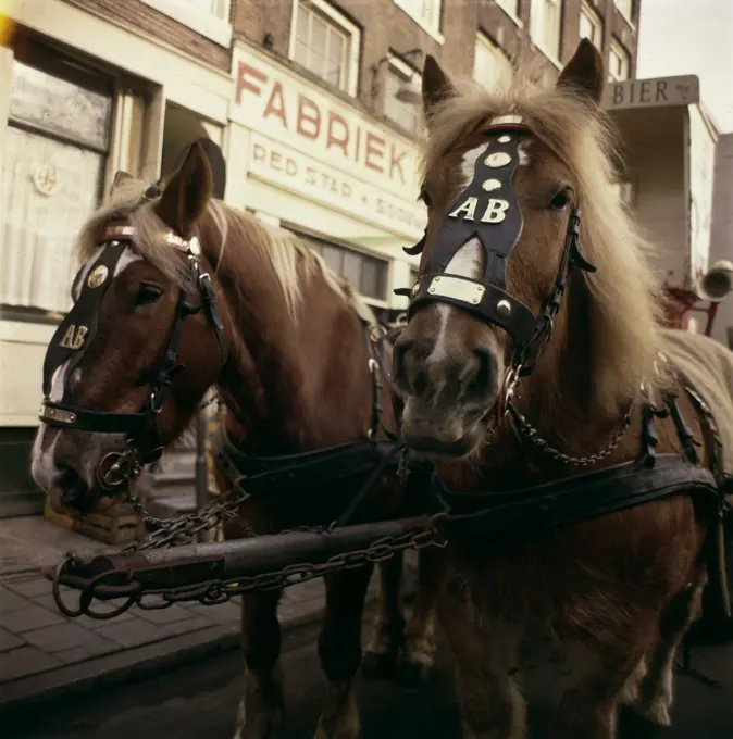 Anefo photo collection. Horses car beer cart Amstel beer Amsterdam. undated. Amsterdam