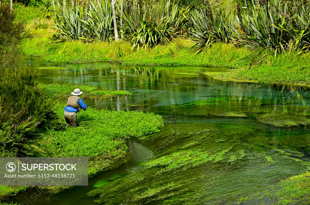 The Waihou Stream on the North Island of N.Z. is mecca for Trout Fishing.