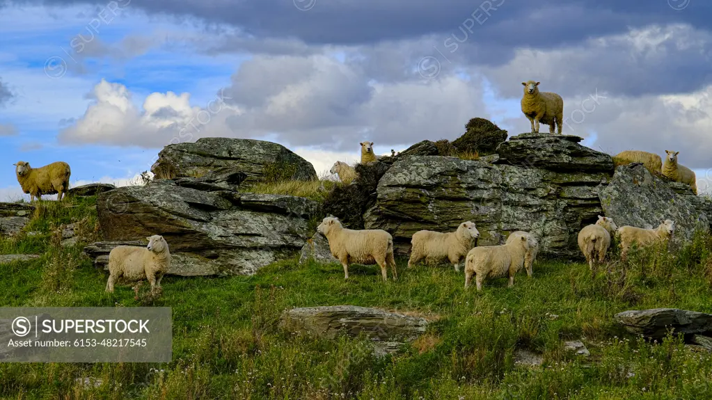 Sheep gathering at the top of a mountain in New Zealand.