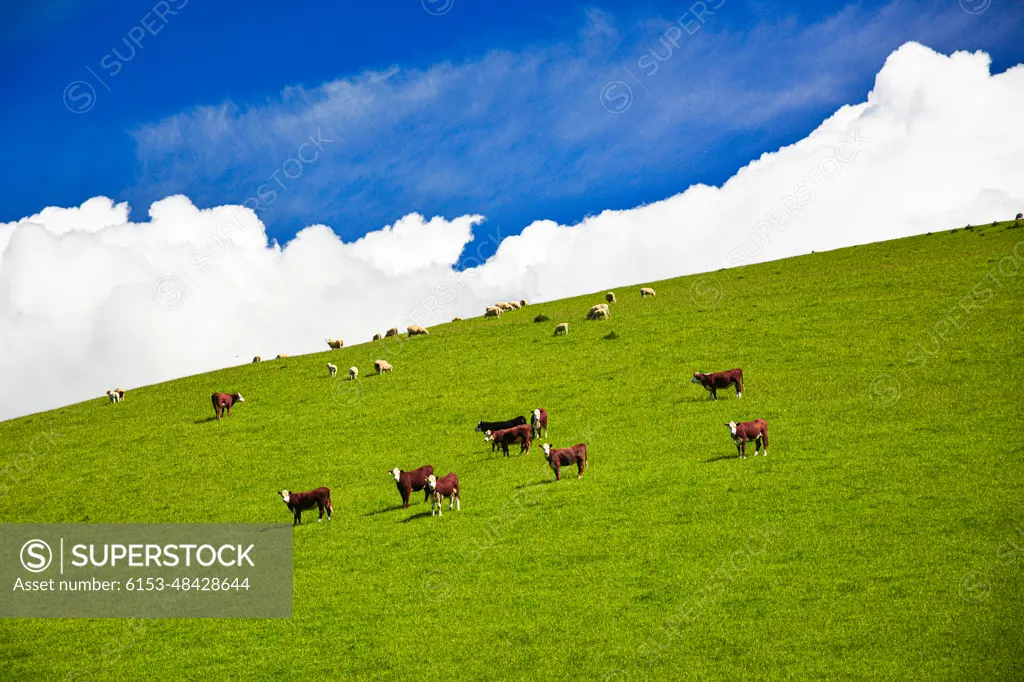 Farmland in New Zealand.