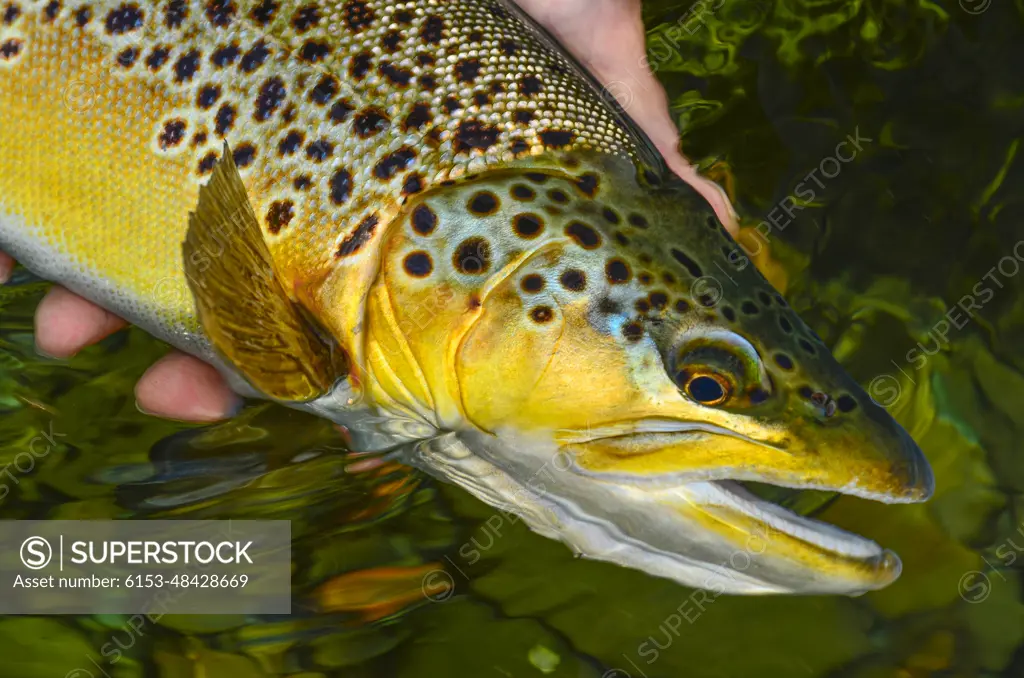 Fly Fishing in New Zealand is fun.