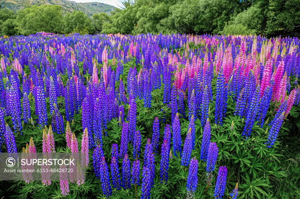 New Zealand Lupines are beautiful.