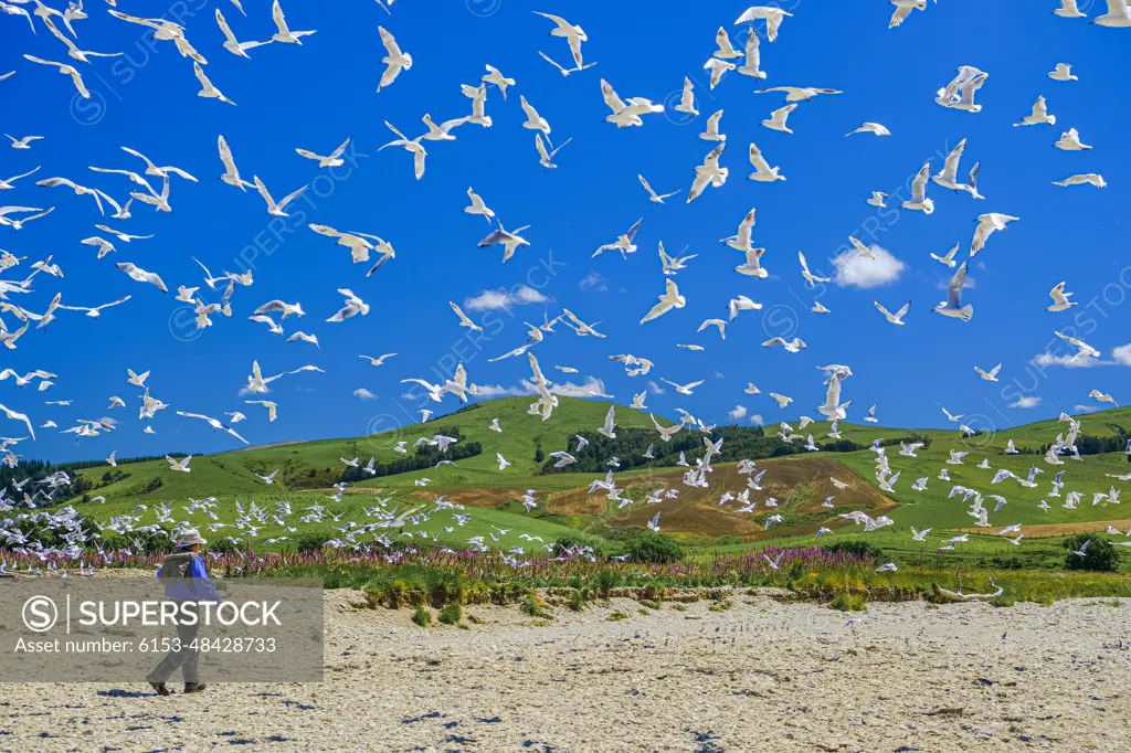 The Black Gulls of N.Z. love nesting on the rivers.