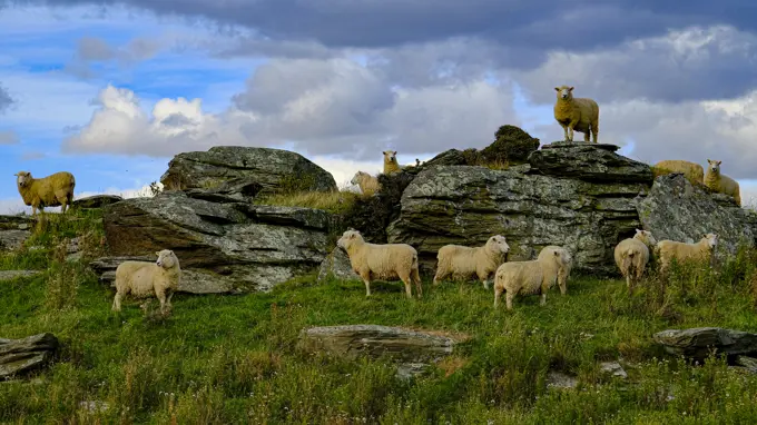 Sheep gathering at the top of a mountain in New Zealand.