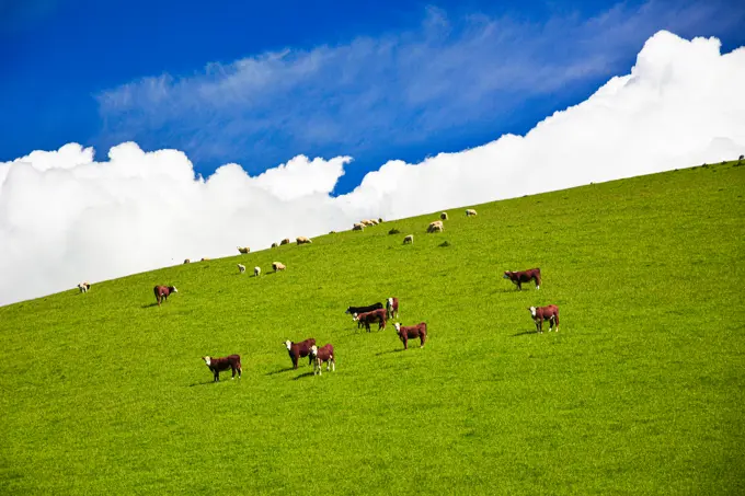 Farmland in New Zealand.