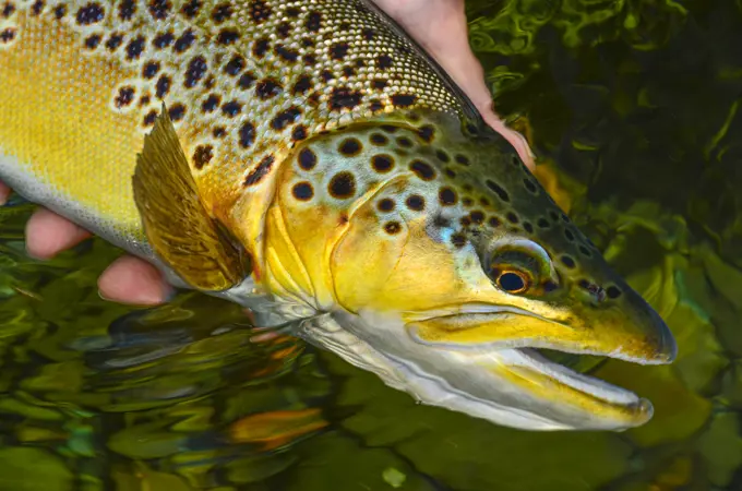 Fly Fishing in New Zealand is fun.