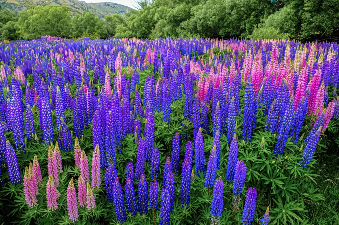 New Zealand Lupines are beautiful.