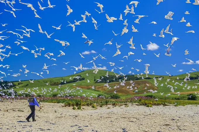 The Black Gulls of N.Z. love nesting on the rivers.