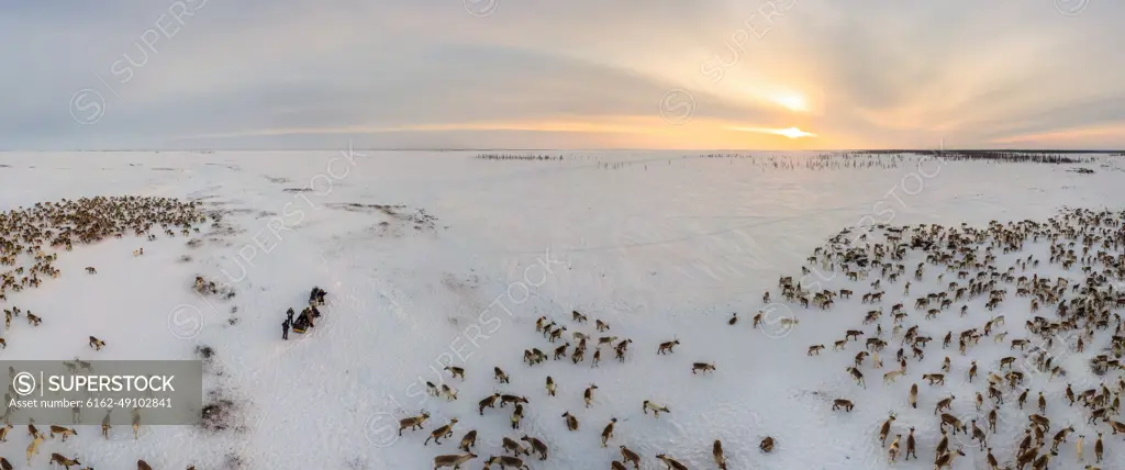 Panoramic aerial view of the deer herd of Nenets people, Yamal Peninsula, Russia