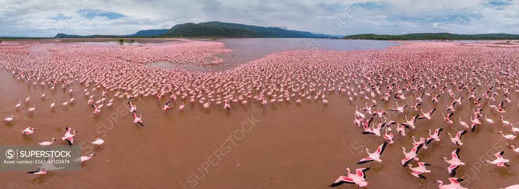 Panoramic aerial view of flamingos on Lake Bogoria, Kenya