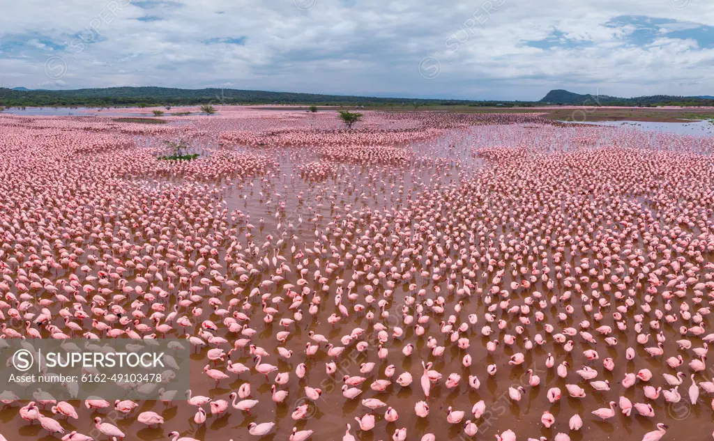 Aerial view of flamingos on Lake Bogoria, Kenya