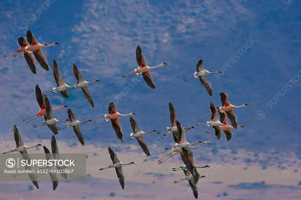 Aerial view of flamingos flying over Lake Bogoria, Kenya