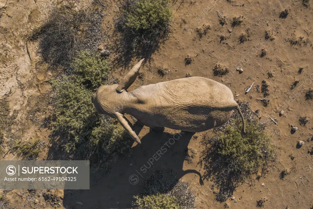 Aerial view of desert elephant in Damaraland, Namid desert, Namibia.