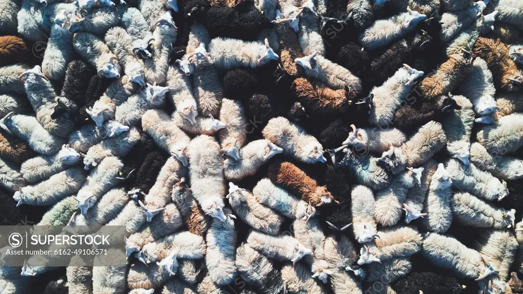 Aerial view of a group of sheep in Haganes, Iceland