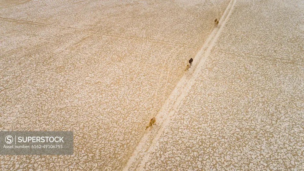 Aerial view of a group of camels walking in Mudcracks in Abu Dhabi desert, U.A.E.