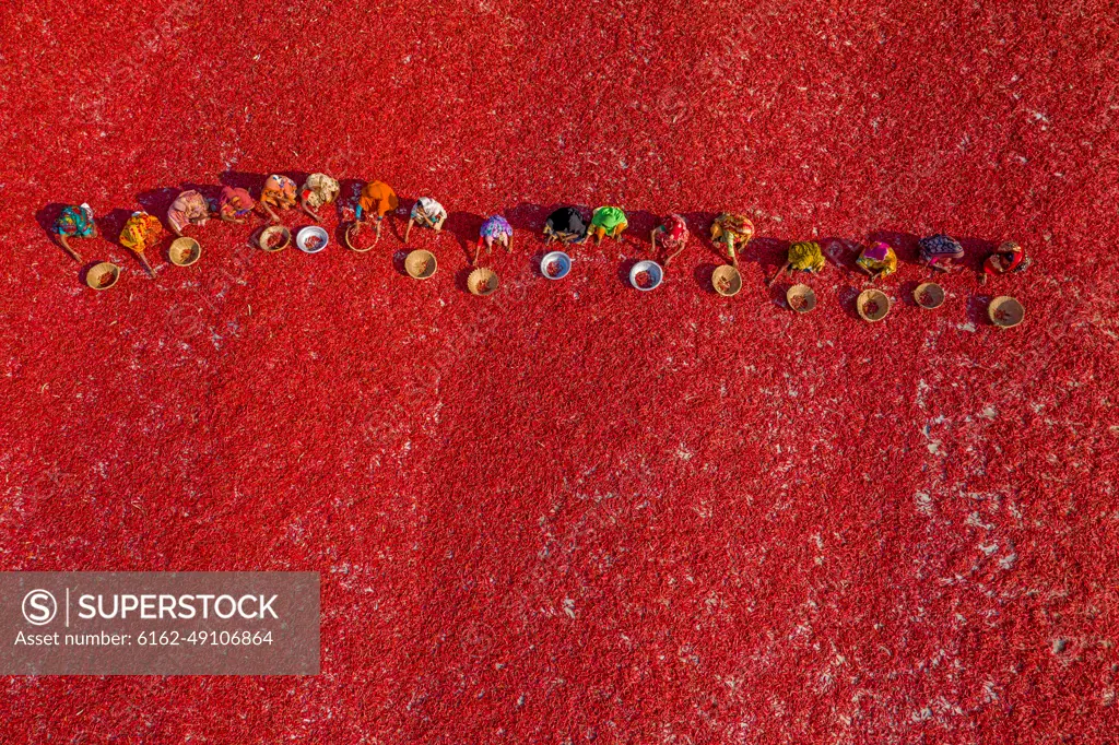 Aerial view of people working in farm, two person picking red chilli in a field near Sariakandi, Rajshahi province, Bangladesh.