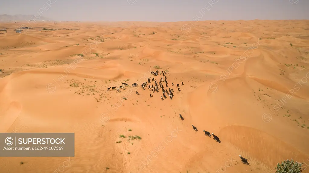 Aerial view of a group of goats walking in the desert of Sharjah, U.A.E.