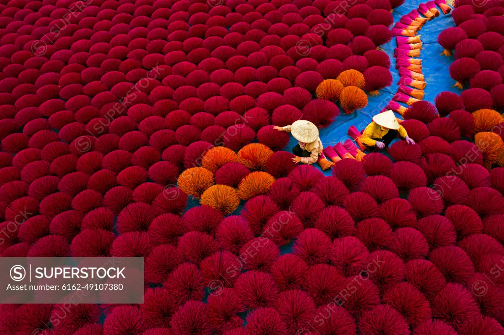 Aerial view of Vietnamese workers picking incense sticks from an incense field in Huyện Ứng Hòa, Hanoi, Vietnam.