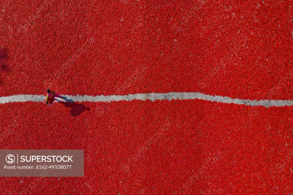 Sariakandi, Bangladesh - 29 February 2020: Aerial view of people working in a field collecting red chilli pepper, Rajshahi province, Bangladesh.