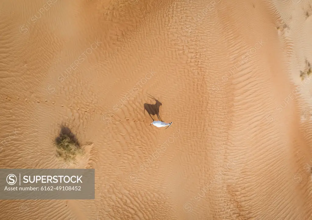 Aerial view of a single goat on desert landscape, Abu Dhabi, U.A.E