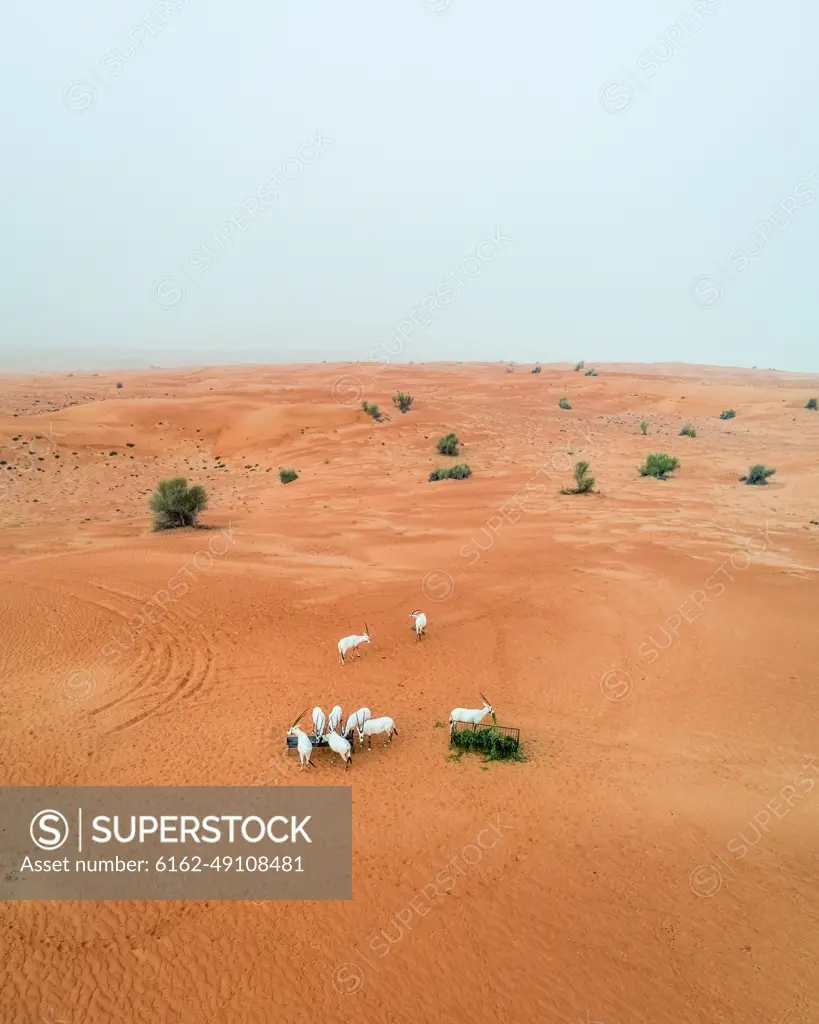 Aerial view of group of goats eating on desert landscape, Abu Dhabi, U.A.E