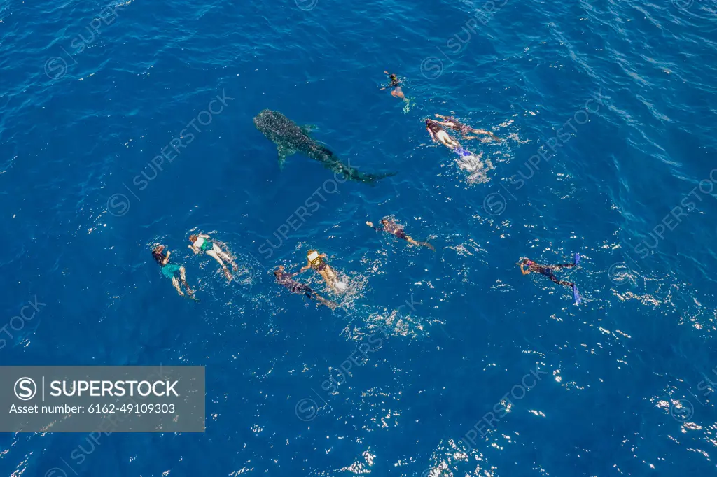 Aerial view of tourist swimming along with a baby shark in the ocean near Maamigili Island, Alif Alif, Maldives.