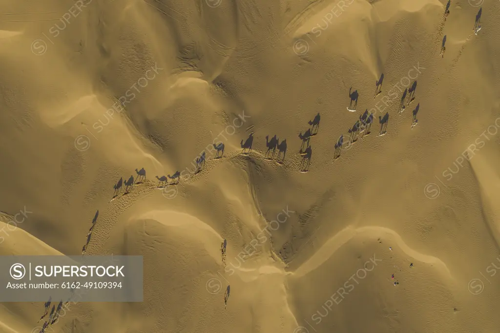 Aerial view of camels in the middle fo the desert among sand dunes, Dubai, United Arab, Emirates.