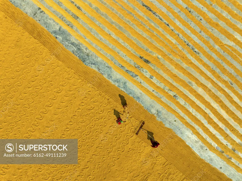 Aerial view of people working in a rice mill field, Dhamrai, Dhaka, Bangladesh.