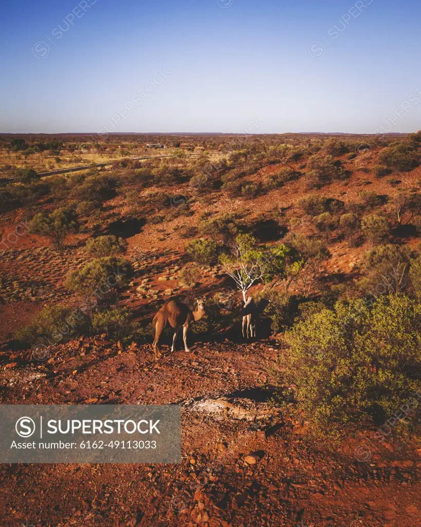 Aerial view of camels in countryside, Northern Territory, Australia.