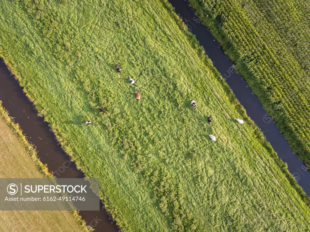 Aerial view of cows in the meadow in The Netherlands.