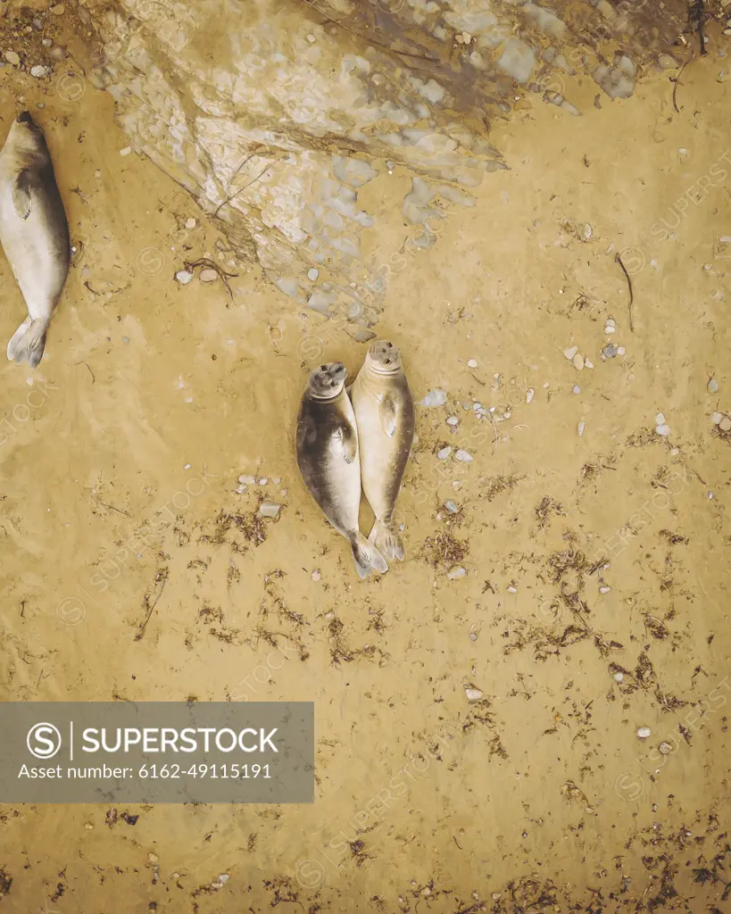 Aerial view of California Sea Lions, Point Reyes National Seashore, California, United States.